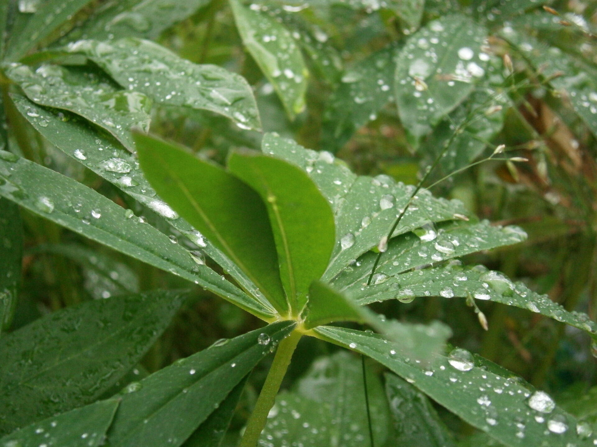 Luonnonkukkia